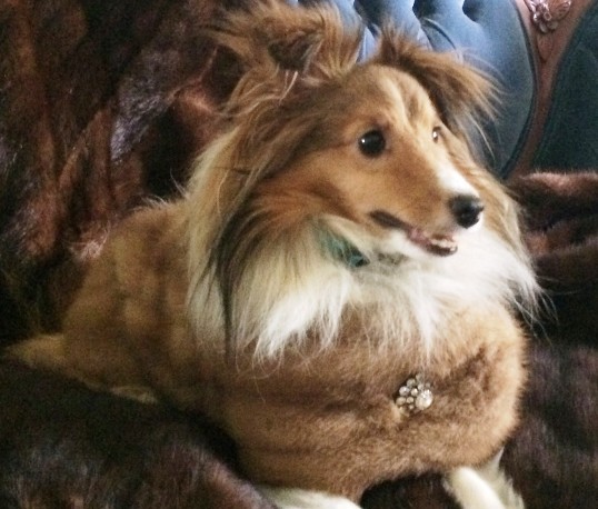Louie  dog in a real mink coat