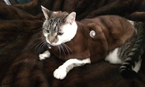 Snooky Cat in a Real Mink coat